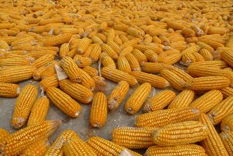 Китай закупив понад 200 тис. тонн української кукурудзи
