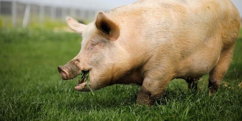 Кількість спалахів чуми свиней в Україні скоротилася майже в 4 рази