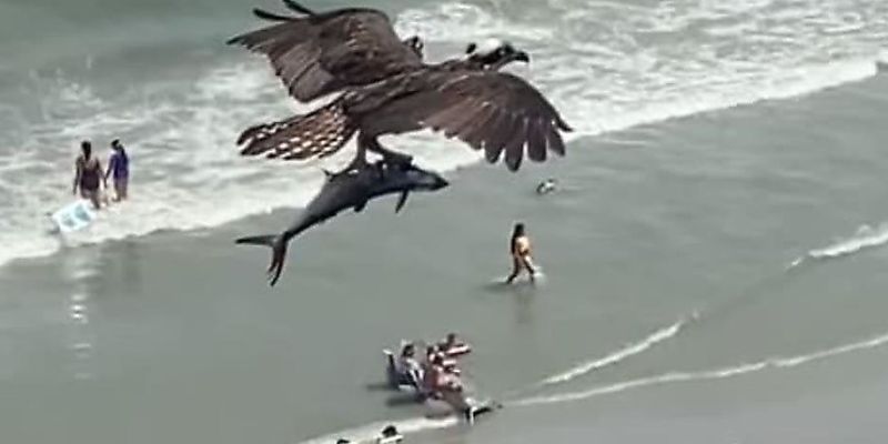 «Рыбалка удалась»: огромная птица пролетела над пляжем, сжимая в когтях необычную добычу