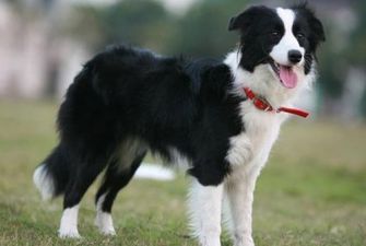 В Великобритании фермеры продали собаку за 25 тысяч долларов