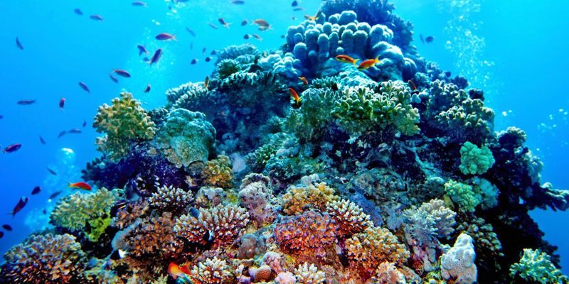 Выше небоскреба: в Австралии нашли новый коралловый риф