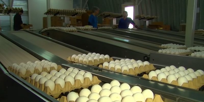 Почему цены на яйца продолжат рекордно расти?