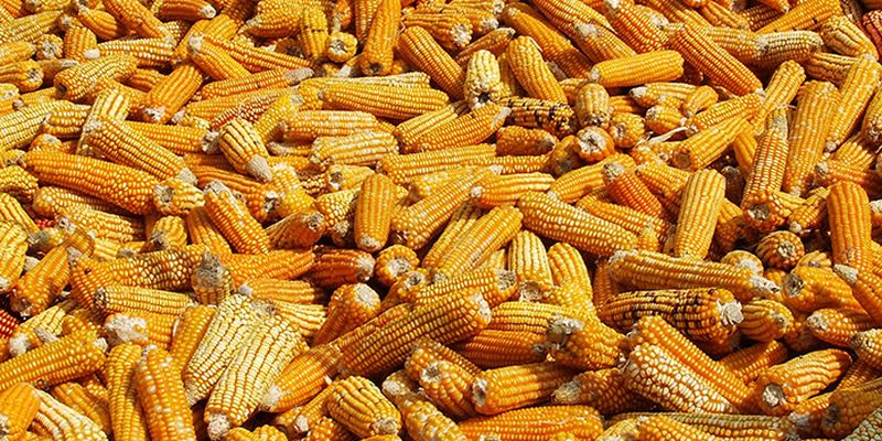 УЗА не бачить передумов для визначення граничного обсягу експорту кукурудзи