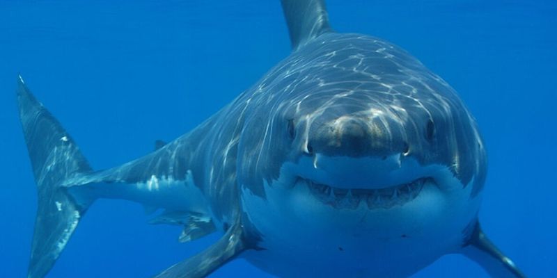 Большая белая акула обезглавила дайвера на глазах у рыбака