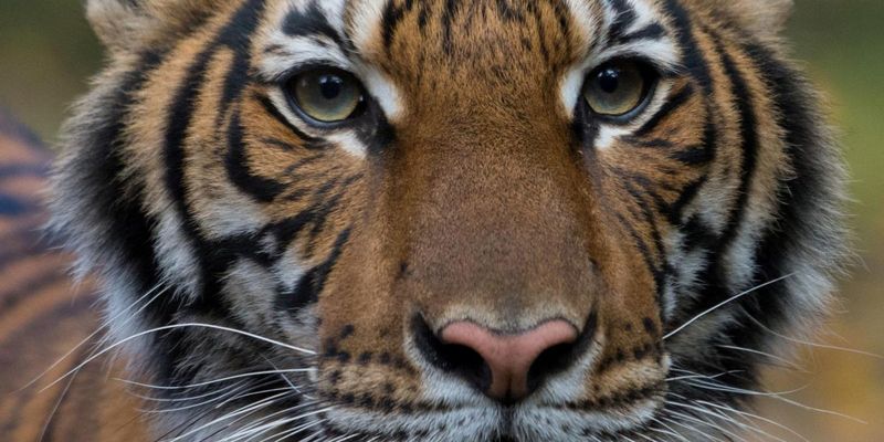 У тигриці в зоопарку Нью-Йорка знайшли коронавірус