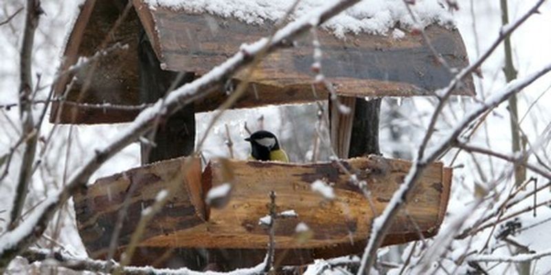 О потеплении говорить рано: украинцев предупредили о "сюрпризах" погоды в начале февраля