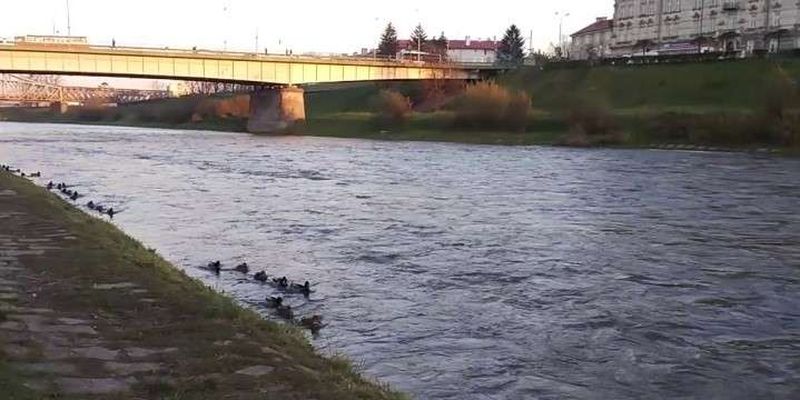 На Заході України рівень річок підніметься майже на один метр