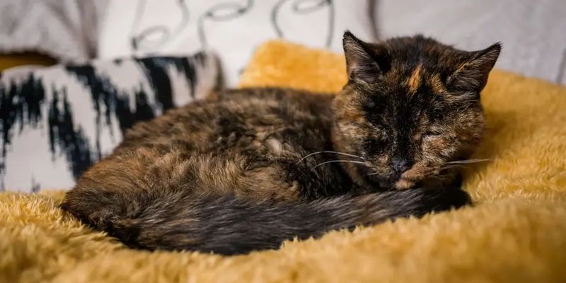 Самой старой кошкой в мире признали 27-летнюю Флосси из Великобритании