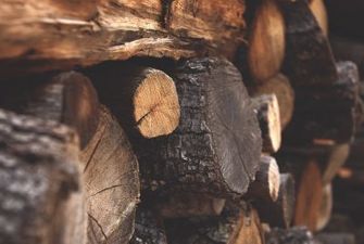 Правительство запретило экспортировать топливную древесину: Шмыгаль объяснил почему