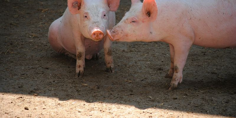 Для компенсації втрат через АЧС свинарям необхідно 252 млн гривень держпідтримки