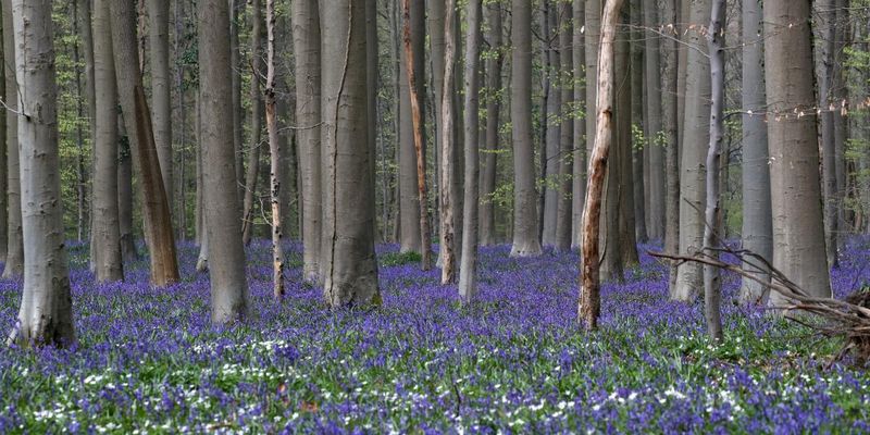 В бельгийском "синем" лесу зацвели волшебные гиацинты