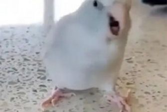 Забавные танцы голодного попугая позабавили соцсети