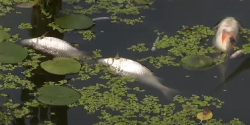 В Житомире из-за слива нечистот в реку массово гибнет рыба
