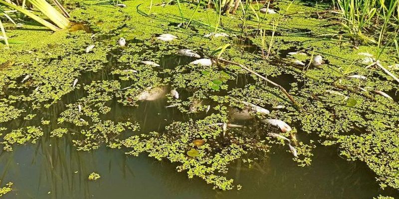 В Житомире в реку попали тысячи кубометров нечистот: Тетереву грозит экологическая катастрофа