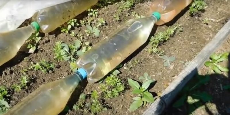 Зачем умелые садоводы кладут бутылки с водой возле растений: лайфхак, который должен знать каждый