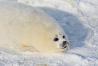 На берегу Каспия нашли десятки мертвых краснокнижных тюленей, многие были без шкур