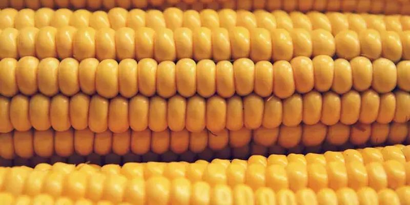 Стоимость кукурузы, пшеницы и руды снизилась: какие товары в цене на внешних рынках