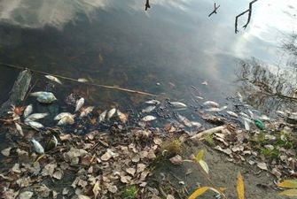 На Житомирщині масово гине риба, поліція відкрила кримінальне провадження