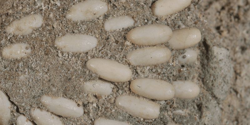В национальном памятнике США нашли "яичные капсулы", которым 29 млн лет