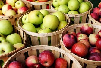 Агроном рассказал, как отбирать яблоки для зимнего хранения, чтобы они долго сохранили свежесть