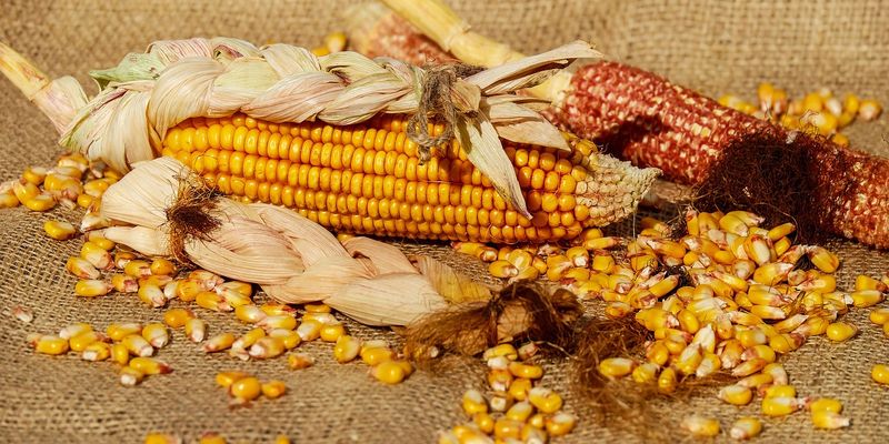 Уповільнення експорту з Аргентини підтримує ціни на сою та кукурудзу в Україні