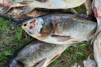 З ранами та без голів: масову загибель риби зафіксували в Запорізькій області