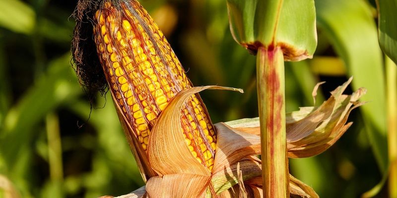 У Мінекономіки обговорили можливість обмеження експорту кукурудзи до 22 млн тонн