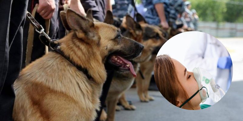 Армейских собак обучат определять коронавирус у людей