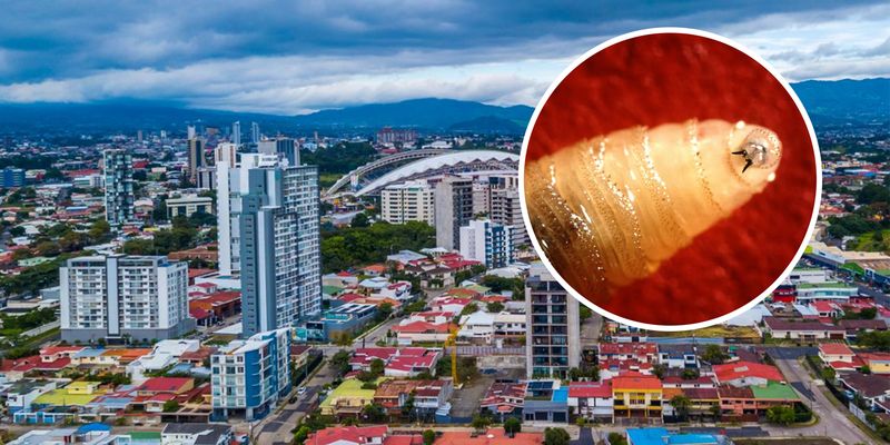 В Коста-Рике нашествие опасных мясоедных паразитов: введено чрезвычайное положение