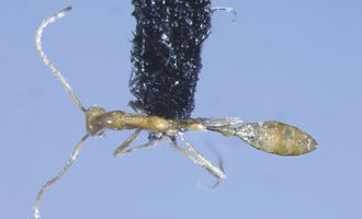 В Австралии открыли новый вид редчайших муравьев - Leptanilla voldemort