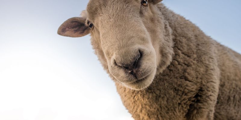 В Казахстане стартовал конкурс красоты "Овца-2022"