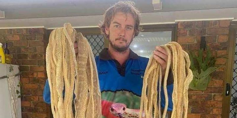 Обычное дело: австралийцы нашли у себя на крыше десятки змеиных шкур