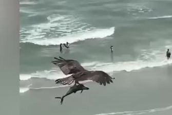 Мережу вразило відео із сутичкою орла і акули в повітрі