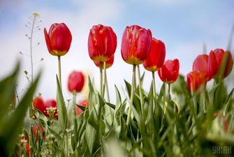 Королівський парк квітів у Нідерландах відкриває новий сезон