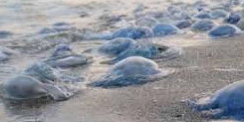 Море превратилось в суп: под Херсоном невиданное нашествие медуз