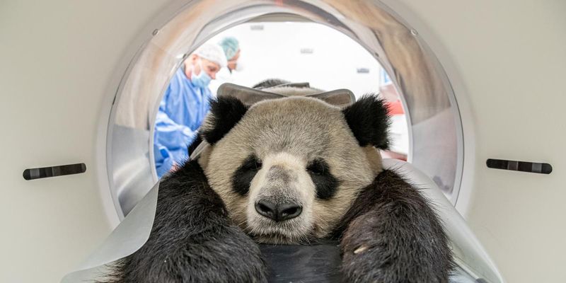 Батько берлінських панд-близнюків пройшов томограф