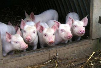 Мелкие приусадебные производители свинины уходят с украинского рынка – эксперт