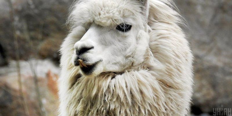 В Одесском зоопарке в присутствии посетителей неожиданно родился детеныш ламы