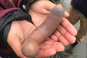 В Калифорнии на пляж выбросило тысячи гигантский червей