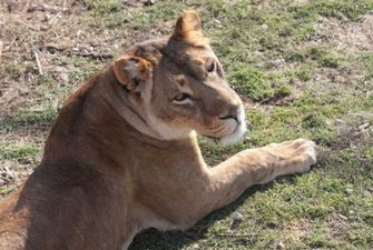 В Молдове на берегу Днестра выявили льва из Одессы