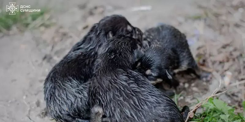 В Сумах во время ликвидации пожара спасли пять щенков