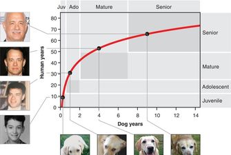 Выведена формула для определения "человеческого" возраста собаки