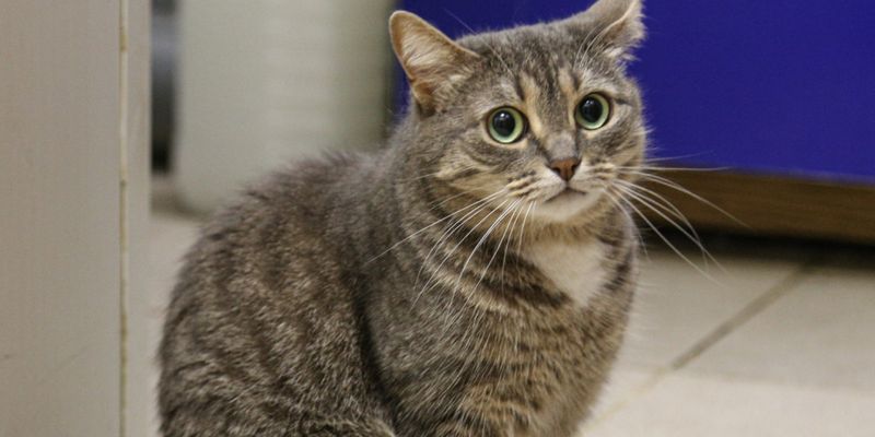 Страшное открытие сделали судмедэксперты: коты могут питаться человеческими останками
