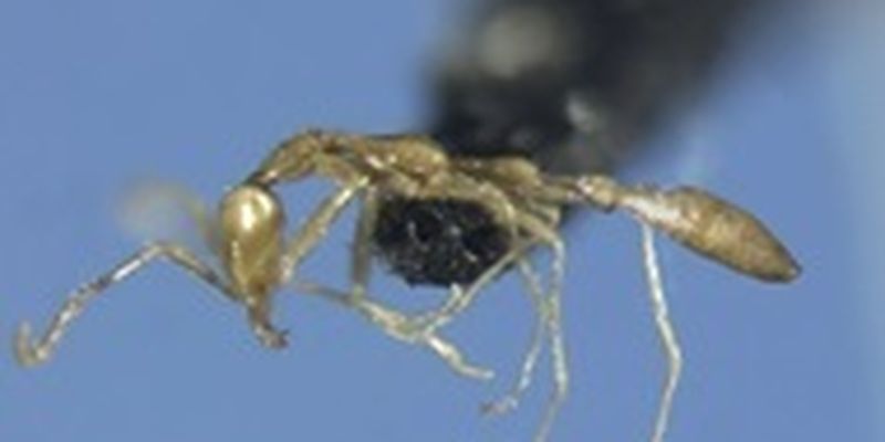 В Австралии обнаружили новый вид муравья