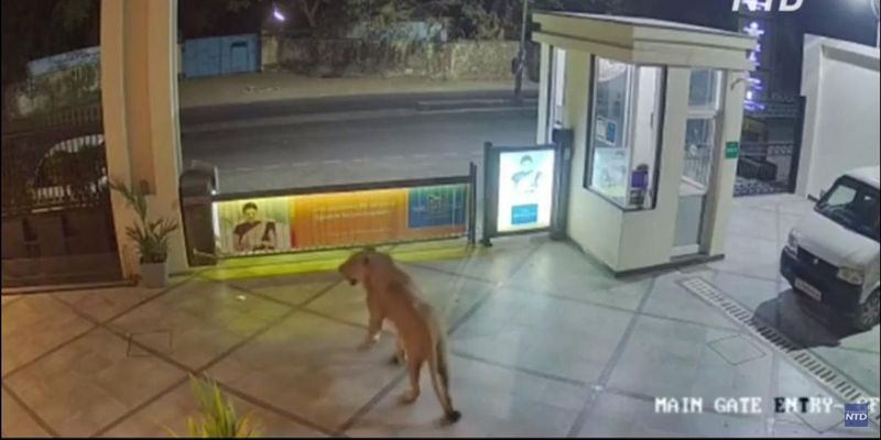 Любопытная львица прогулялась по территории отеля и попала на видео