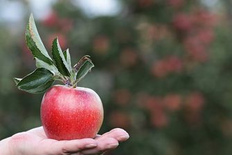 Яблочный Спас 2019: традиции и приметы на Преображение Господне/Как правильно провести день Преображения Господня