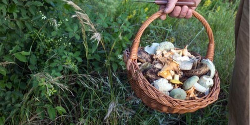 В Харьковской области четверо детей попали в больницу - бабушка накормила их грибами