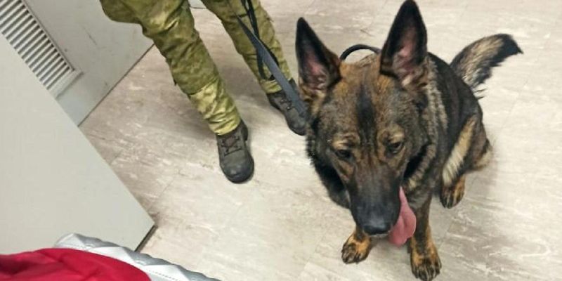 В "Борисполе" собака поймала дельцов с почти 2 тысячами наркотаблеток