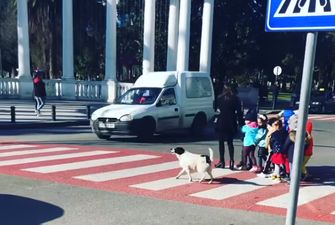 У Грузії бездомний собака допомагає дітям переходити дорогу