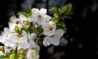 Как защитить яблоню от весенних заморозков